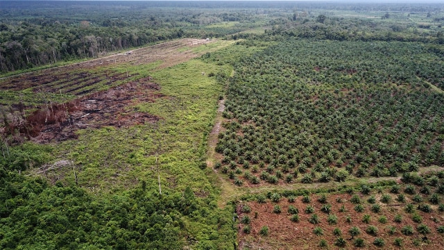 Lahan kelapa sawit (Foto: AFP PHOTO / Januar)