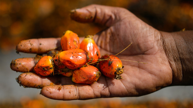 Pekerja menunjukan kelapa sawit (Foto: AFP PHOTO / Mohd Rasfan)
