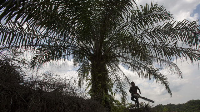 Pekerja menebang pohon kelapa sawit (Foto: FP PHOTO / Chaideer Mahyuddin)
