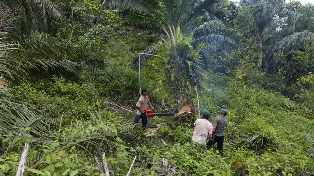 Petugas menebang pohon kelapa sawit (Foto: AFP PHOTO / CHAIDEER MAHYUDDIN)