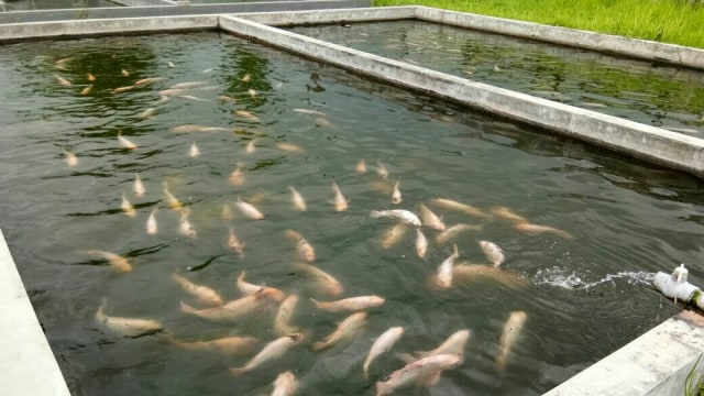 Penuhi Target 10,8 Juta Benih Nila, Dinas Perikanan Berpaling ke Kolam Beton