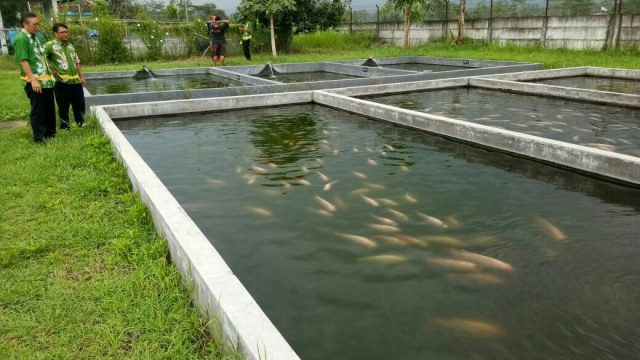 Penuhi Target 10,8 Juta Benih Nila, Dinas Perikanan Berpaling ke Kolam Beton (1)