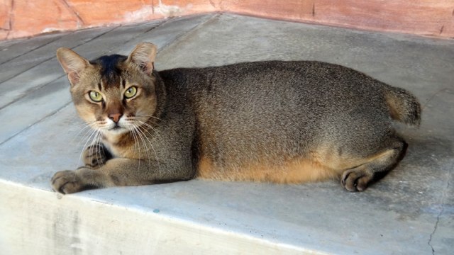 Pulau Dea-dea dihuni ratusan kucing. (Foto: Flickr/budak)