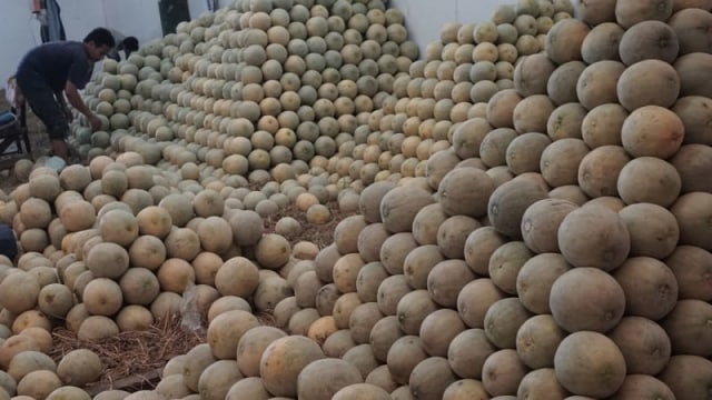 Sidak, BBPOM Tak Temukan Rock Melon Australia di Padang