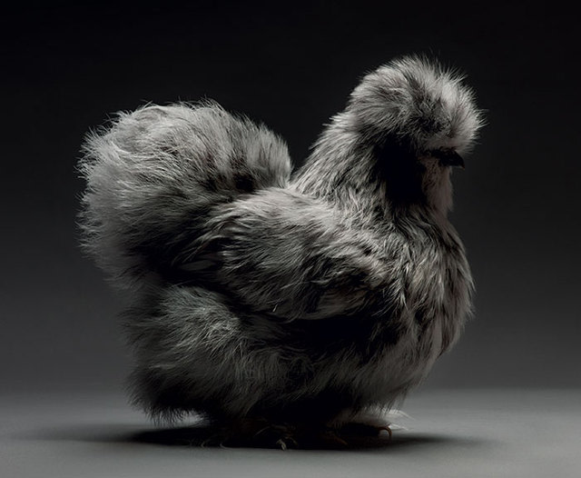 Ayam Sebagai "Model" Sekaligus Hewan Peliharaan
