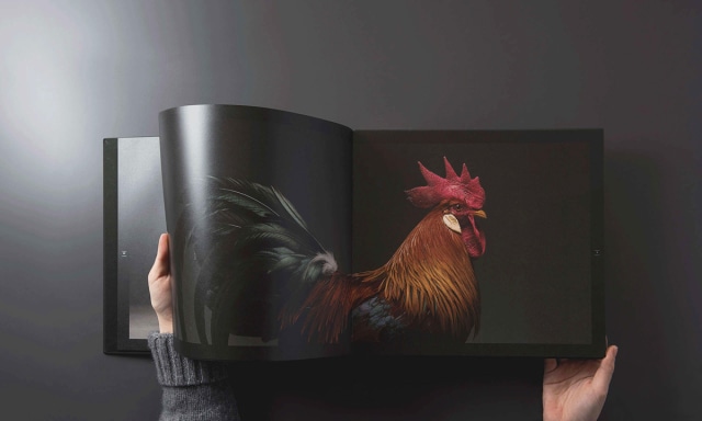 Ayam Sebagai "Model" Sekaligus Hewan Peliharaan (1)