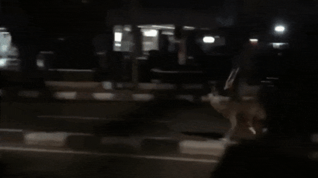 Rusa di jalan raya. (Foto: Instagram @rafliwiranata)