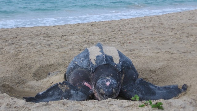 Penyu Belimbing. (Foto: Flickr/palmettoculebra)