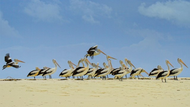 Pelikan di Ngurtafur. (Foto: Flickr/Mowel Blackpacker)