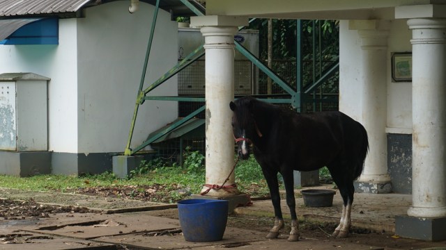 Kuda Jokowi di Istana Bogor (Foto: Yudhistira Amran Saleh/kumparan)