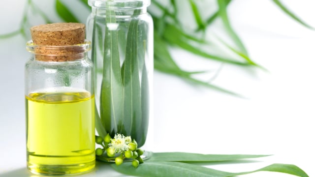 Ilustrasi minyak kayu putih. (Foto: Thinkstock)