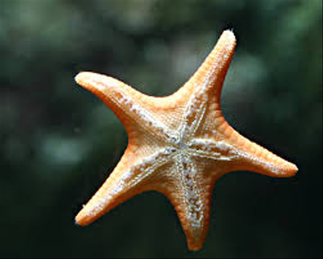 Bintang Laut
