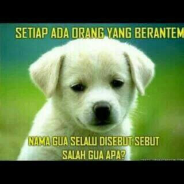 Anjing lucu