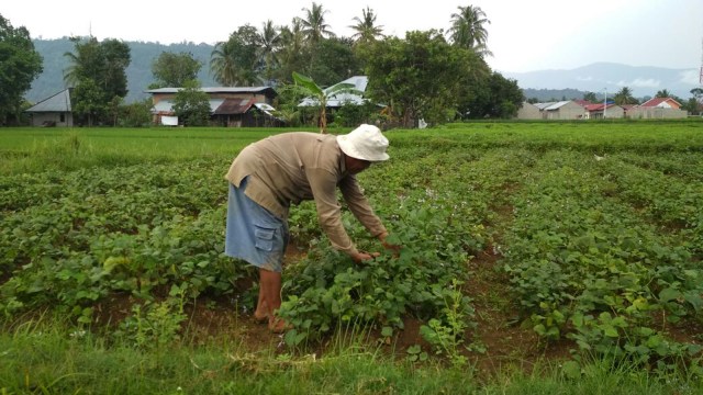 Petani Keluhkan Mahalnya Bibit Bengkuang di Kota Padang