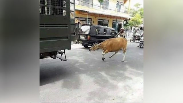 Sapi diseret Satpol PP Bulukumba. (Foto: Dok. Istimewa)