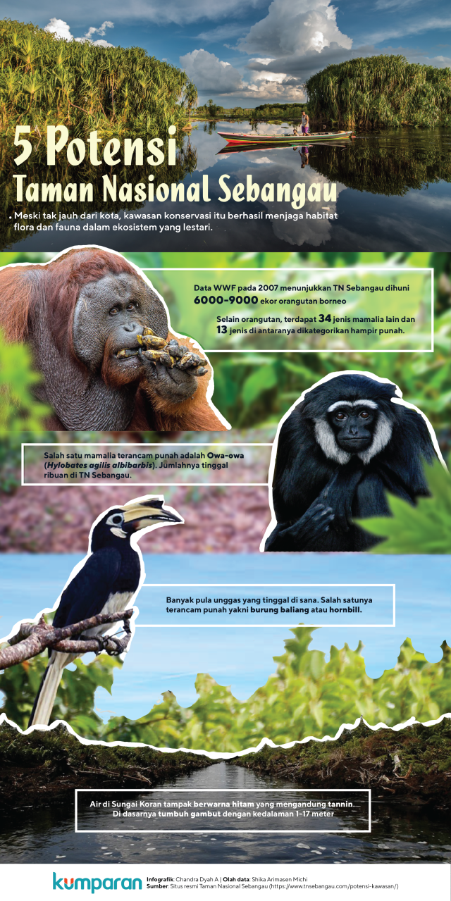 Infog Potensi Taman Nasional Sebangau (Foto: Chandra Dyah Ayuningtyas/kumparan)