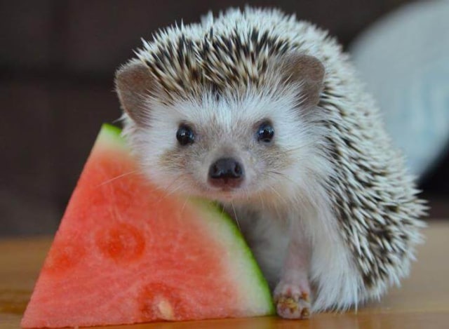 6 Pilihan Hewan Eksotis Peliharaan Kaum Milenial (3)