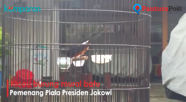 Video: Nyanyian Kitaro, Burung Murai Batu Pemenang Piala Presiden