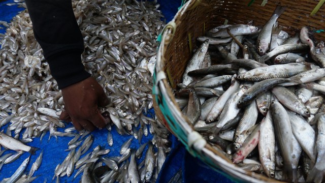 Harga Jual Ikan Menurun (Foto: Jamal Ramadhan/kumparan)
