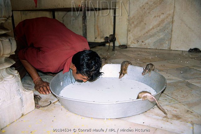 Kuil Karni Mata,  Kerajaan bagi 25 Ribu Ekor Tikus  (3)