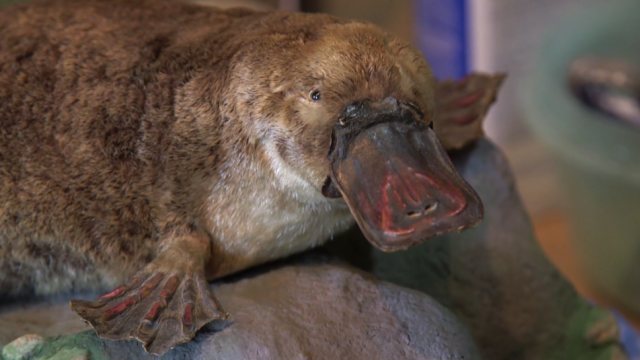 Platipus. (Foto: Science History Institute via Wikimedia Commons.)
