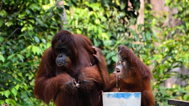 Taman Nasional Tanjung Puting (Foto: Dok. Tanjung Puting)