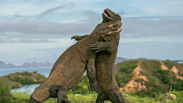 Taman Nasional Komodo (Foto: Dok. Kemenpar)