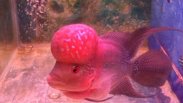 Ikan Louhan di Pasar Ikan, Menteng. (Foto: Abdul Latif/kumparan)