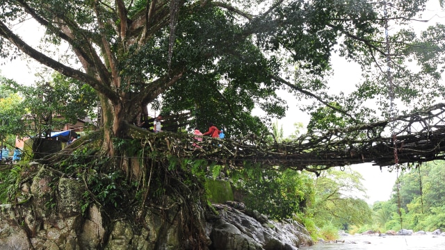 Jembatan Akar Painan (Foto: Flickr/PUDYANTO R.)