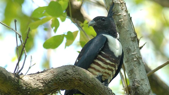 Baza Hitam (Foto: Wikimedia Commons)