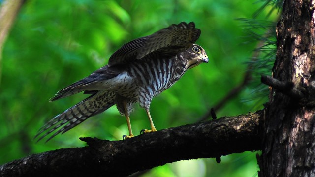 Elang Alap Nipon (Foto: Wikimedia Commons)