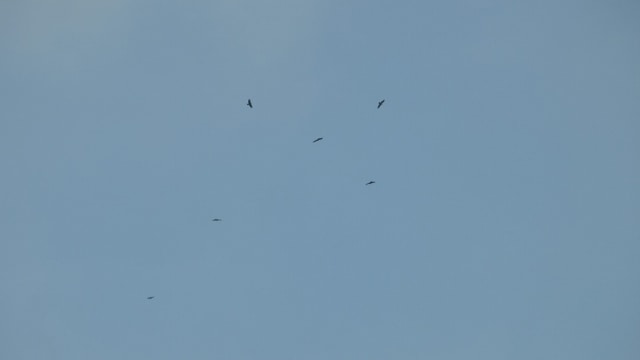 Burung dari mancanegara di Gunung Ciremai (Foto: Dok. TNGC)