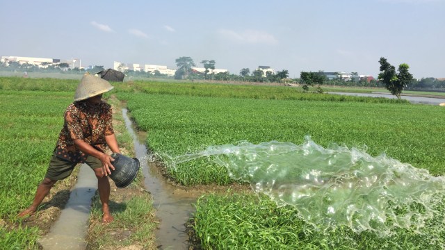 Petani di Cakung Timur. (Foto: Fachrul Irwinsyah/kumparan)