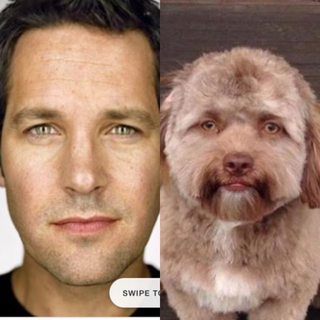 Yogi, Anjing Berwajah Mirip Manusia