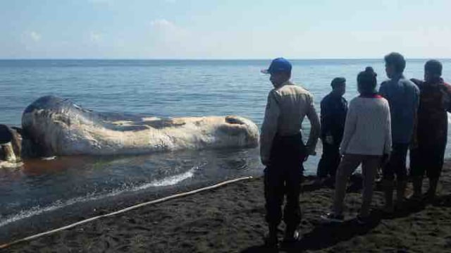 Ikan Paus Sperma Terdampar di Pantai Buleleng Bali