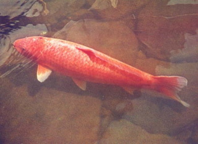  Ikan Kecil yang Berumur Panjang