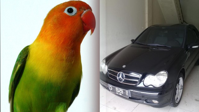 Tukar mobil dengan burung (Foto: Wikimedia Commons dan Facebook/@Eko Widyantoro)
