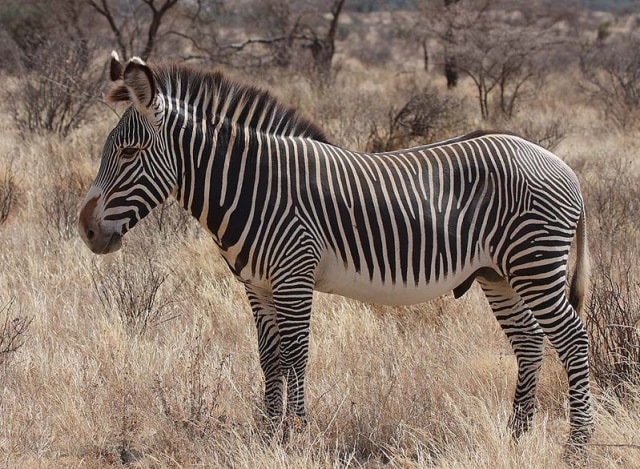 Zebra, Hitam dengan Garis Putih atau Putih dengan Garis Hitam?