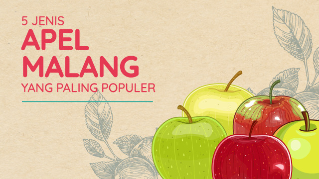 Infografik Apel Malang (Foto: Lidwina Win Hadi/kumparan)