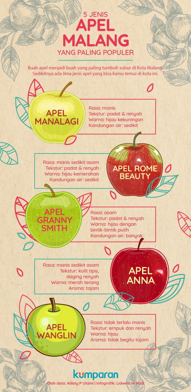 Infografik Apel Malang (Foto: Lidwina Win Hadi/kumparan)