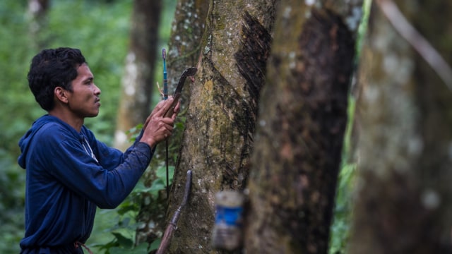 Ilustrasi pohon karet Foto: ANTARA FOTO/Mohammad Ayudha