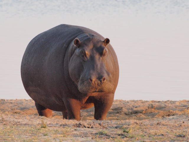 Hewan Paling Berbahaya di Afrika