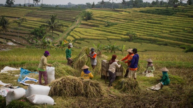 Target serapan gabah beras Foto: ANTARA FOTO/Mohammad Ayudha
