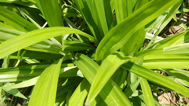 Manfaat pandan bagi kesehatan. (Foto: Wikimedia Commons)