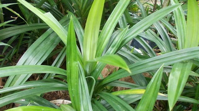 Manfaat pandan bagi kesehatan. (Foto: Wikimedia Commons)