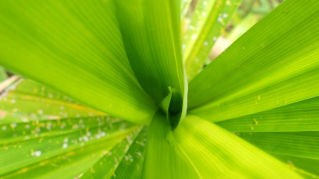 Manfaat pandan bagi kesehatan. (Foto: Flickr/ diana ali)