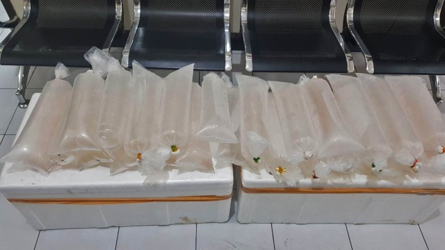 Pembawa benih lobster ilegal ditangkap Foto: Phaksy Sukowati/kumparan