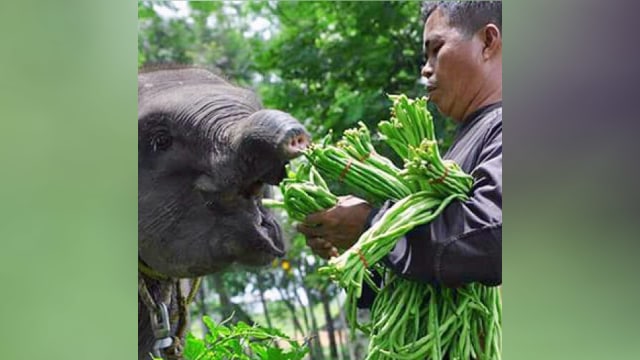 Gajah Erin dan pengasuhnya. (Foto: Instagram/@balaitamanasionalwaykambas)