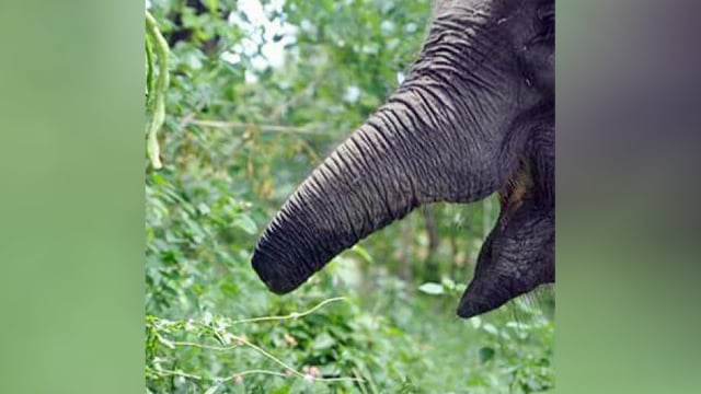 Gajah Erin (Foto: Instagram/@balaitamanasionalwaykambas)