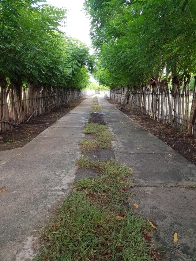 Masih Ada Salura di Selatan Indonesia: Pinang Siri (2)